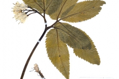 Dentaria enneaphyllos