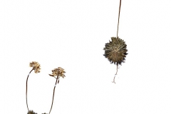 Draba lasiocarpa