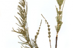 Equisetum arvense