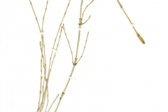 Equisetum ramosissimum