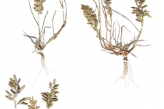 Eragrostis megastachya