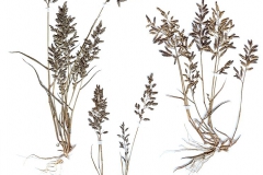 Eragrostis minor