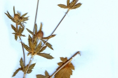 Eryngium planum