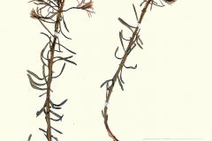 euphorbia-cyparissias