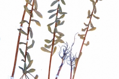 Euphorbia platyphyllos