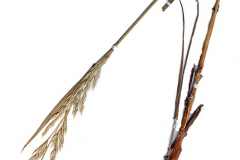Festuca gigantea
