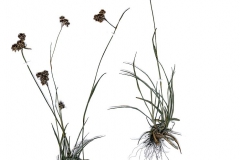 Luzula campestris