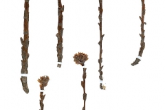Monotropa hypopitis