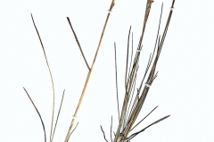 Poa compressa