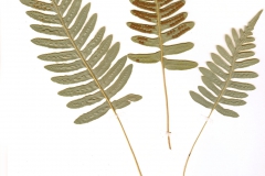 Polypodium vulgare