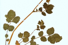 Potentilla ruprestris