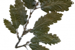 Quercus cerris