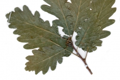 Quercus petraea