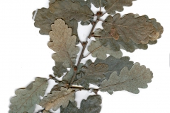 Quercus pubescens