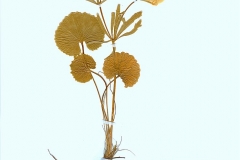 Ranunculus-auricomus