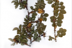 Rosa micrantha