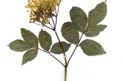 Sambucus nigra