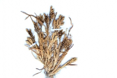 Sclereochloa dura