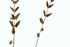 Scutellaria hastifolia
