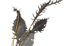 Serratula lycopifolia