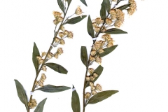 Solidago virga-aurea