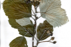 Sorbus graeca