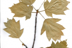 Sorbus torminalis