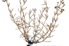 Spergularia maritima