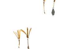 Sternbergia colchiciflora