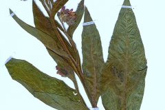 Symphytum officinale