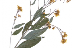 Sysimbrium strictissimum