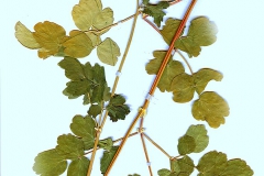 Thalictrum aquilegifolium