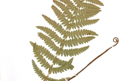 Thelypteris palustris