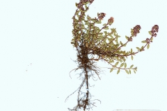 Thymus serpyllum