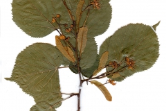 Tilia rubra