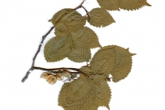 Ulmus laevis