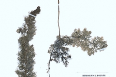 Utricularia vulgaris