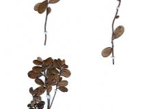 Vaccinium vitis-idaea