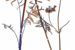 Valeriana officinalis