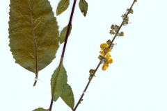 Verbascum austriacum