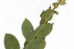 Verbascum phlomoides