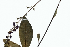 Verbascum phoeniceum