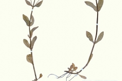 Veronica anagalloides