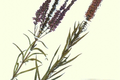 Veronica longifolia