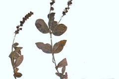 Veronica officinalis