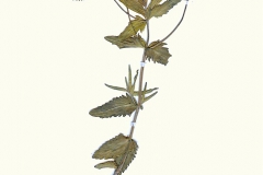 Veronica teucrium