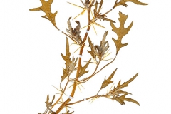 Xanthium spinosum