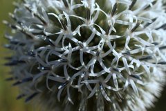 Növények közelről