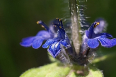 ajuga-reptans