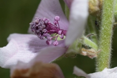 althaea-officinalis